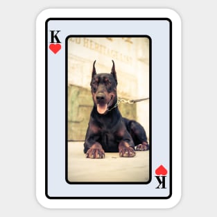 Doberman Pinscher Sticker